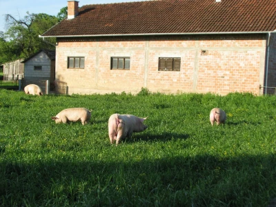 I krmačama prasilicama ljeti odgovara ispust