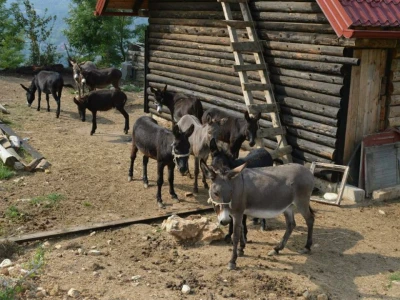 Mali farmer - ideja postala najbolji biznis plan
