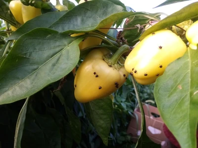 Povrtna stjenica