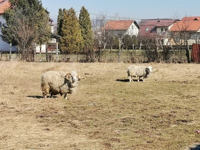 Farma krava Butmir - HF pasmina