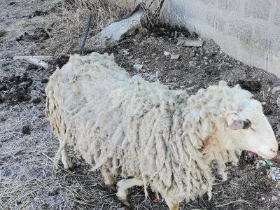 Farma krava Butmir - HF pasmina