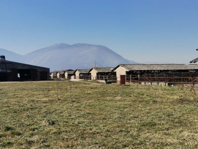 Farma krava Butmir - HF pasmina