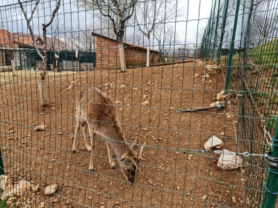 Farma koza Duvno
