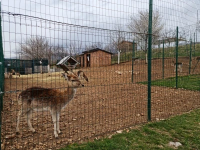 Farma koza Duvno