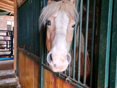 Farma koza Duvno