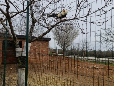 Farma koza Duvno