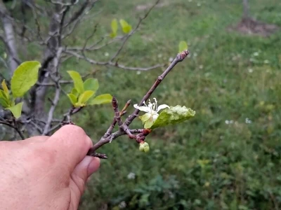 Poranila vegetacija