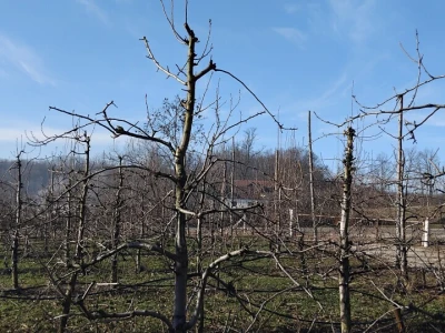 Rezidba krušaka