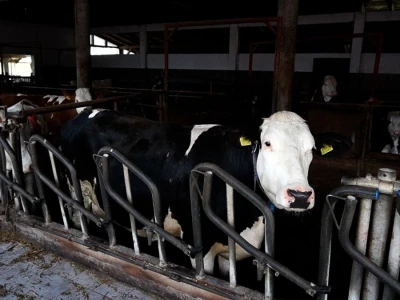 Stigla i četvrta generacija Jokića: Cijelo domaćinstvo decenijama u stočarstvu