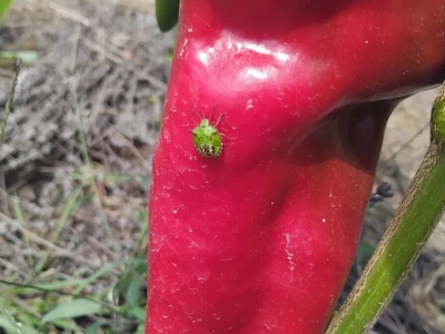 Uzgoj paprika