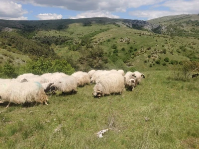 Da sam ptica i da imam krila...