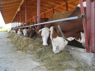 Farma Cimirotić