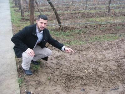 Ulfet Brkić