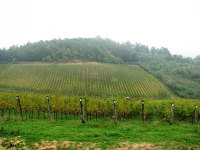 Vinograd