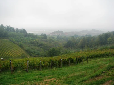 Vinogradarstvo u Laktasima