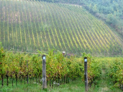 Vinogradarstvo u Laktasima