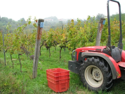 Vinogradarstvo u Laktasima