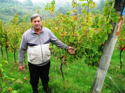 Pavo-Topalovic