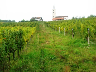Vinogradi-mahovljani