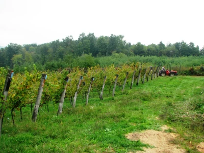vinogradi