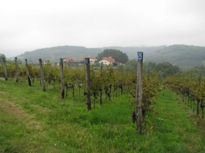 Vinogradi-dio-ponude