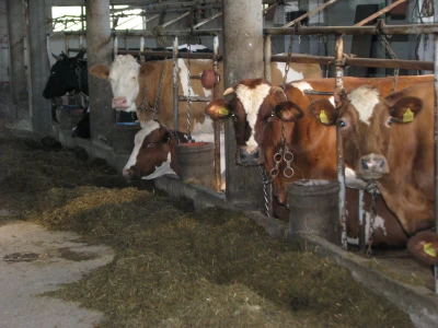 Farma