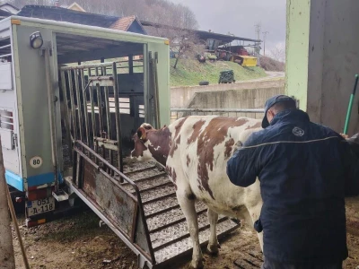 Milorad Arsenić prodao 23 grla s farme