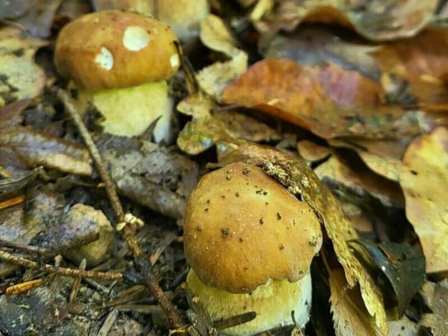 Raspucali vrganj (Foto: Jasmin Hodžić)