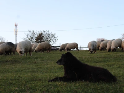 Šta je zajedničko siru, bilju, Ivi i Ćiri, a nisu veziri?