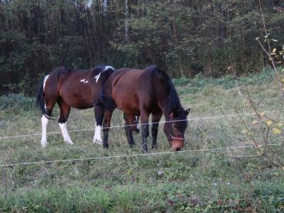 Magaraca ima puno više u Bosni, nego u Hercegovini