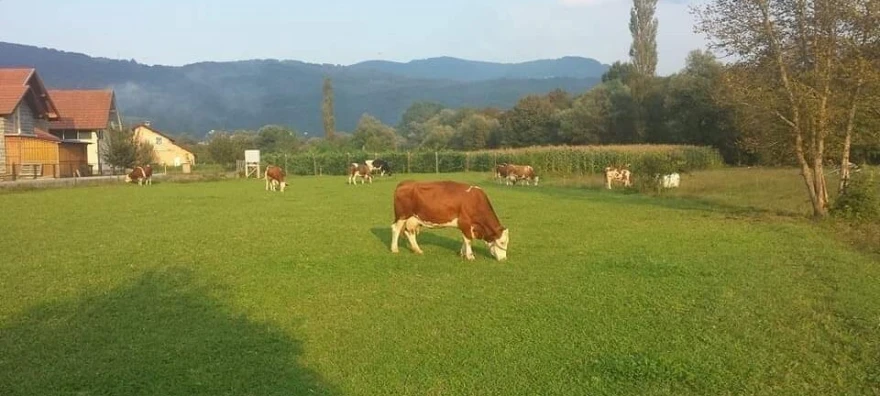 krave na livadi