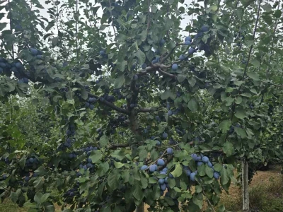 Berba šljive u Gradačcu