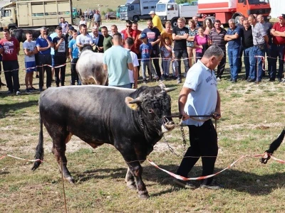 46. Regionalna stočna izložba u Gacku