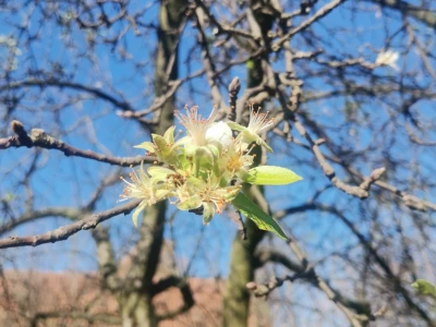 Vegetacija voća
