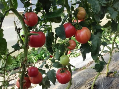 Paradjz u plasteniku foto:Ružica Džijan