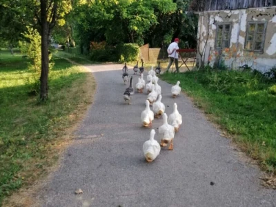 Berba šljive u Gradačcu