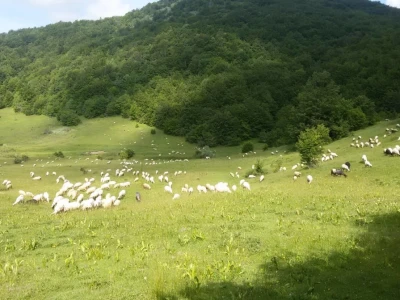 Izet Trnka: Ovčarima duguju poticaje za 2018., a to nisu svi problemi