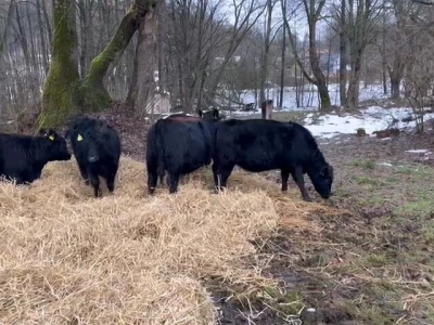 Izgradnja farme u Ljubunčiću kod Livna