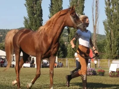 Prva izložba čistokrvih arapskih konja u BiH