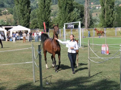 Prva izložba čistokrvih arapskih konja u BiH