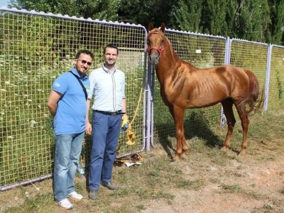 Prva izložba čistokrvih arapskih konja u BiH