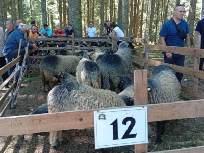Izložba muznih krava, ovce pramenke i sajma travničkog (vlašićkog) sira
