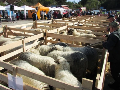 Sajam-Ovaca