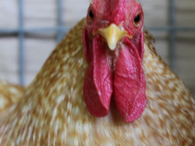 Izložba sitnih životinja