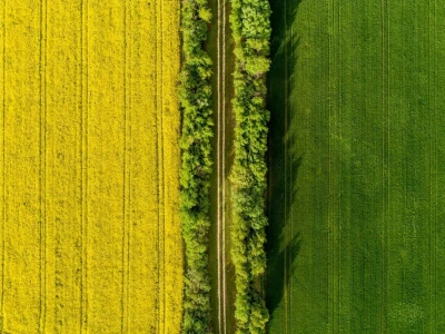 Iznad polja uljane repice