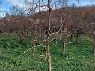 Izolacija vrhova krušaka
