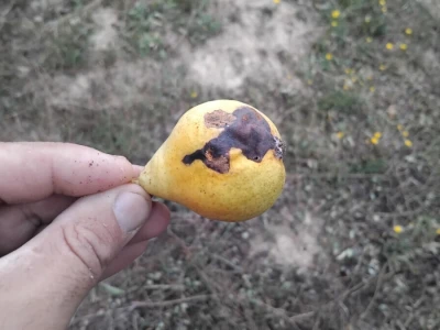 Jabučni savijač napada kruške