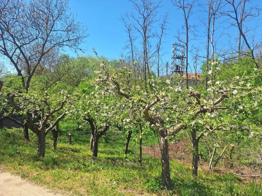 voćnjak
