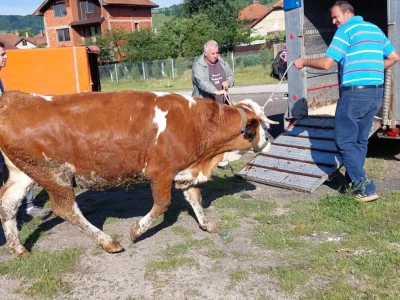 Jačanje stočnog fonda na području Općine Breza