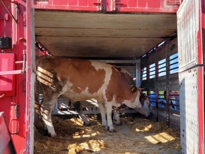 Jačanje stočnog fonda na području Općine Breza